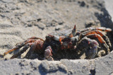 ghost Crab,TOM_4501c.jpg