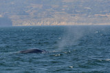 Blue Whale 1.