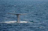 Blue Whale 2 Diving 3.