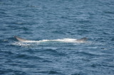 Blue Whale 2 Diving 7