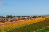 Carlsbad Flower Fields, CA. 2006