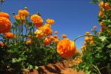 Carlsbad Flower Fields. 2006