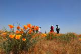 Poppy Reserve/ Antelope Valley, 2006  
