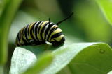 Caterpillar