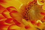 Studio Shot/flower