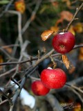 Late Fall Apples