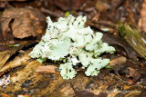 IMG_1871-mushroom.jpg