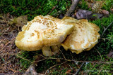 IMG_1882-mushroom.jpg