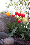 IMG_3395-tulips.jpg