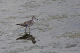 _MG_9392-Lesser_Yellowlegs.jpg