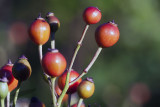 09/10/2010 - _MG_0054.jpg