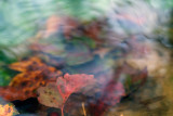 10/04/2010 - _MG_0523.jpg
