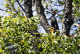 _MG_9850-Pileated_Woodpecker.jpg