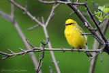 Blue-Winged Warbler