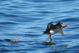 Atlantic Puffin