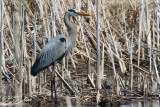 Great Blue Heron