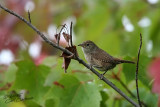 House Wren