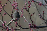 Dark-Eyed Junco in Eastern Redbud