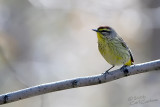 Palm Warbler