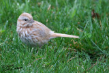 Song Sparrow (Light Variant)