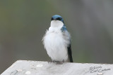 Tree Swallow