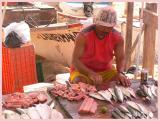 Fresh fish for sale