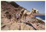 Guiding a Camel