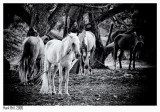 Horses - Pferde - Paarden - Chevaux
