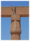 Pigeons on the Papyrus Columns of the Luxor Temple