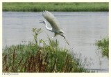 White Heron taking off