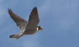 IMG_0304-1.jpg