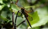 Four-spotted skimmer 