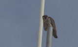 IMG_0021-1.jpg