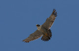 IMG_0580-1.jpg