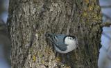 nuthatch1.jpg