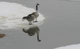Red River Geese