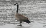 Red River Goose