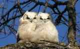Great Horned Owls 2006