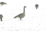 Geese in the snow.jpg