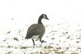 Goose in the Snow.jpg