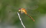 dragonfly1-2.jpg
