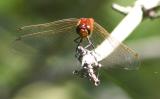 dragonfly2-1.jpg