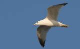 soaring gull.jpg
