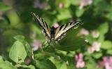 Canadian tiger swallowtail