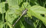 clubtail, I think Horned