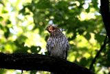 Young Coopers Hawk