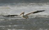 Pelican Flight 1.jpg