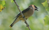 Waxwing.jpg