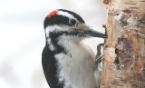 Hairy Woodpecker-male