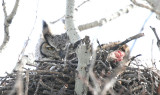 ...Great Horned Owl...